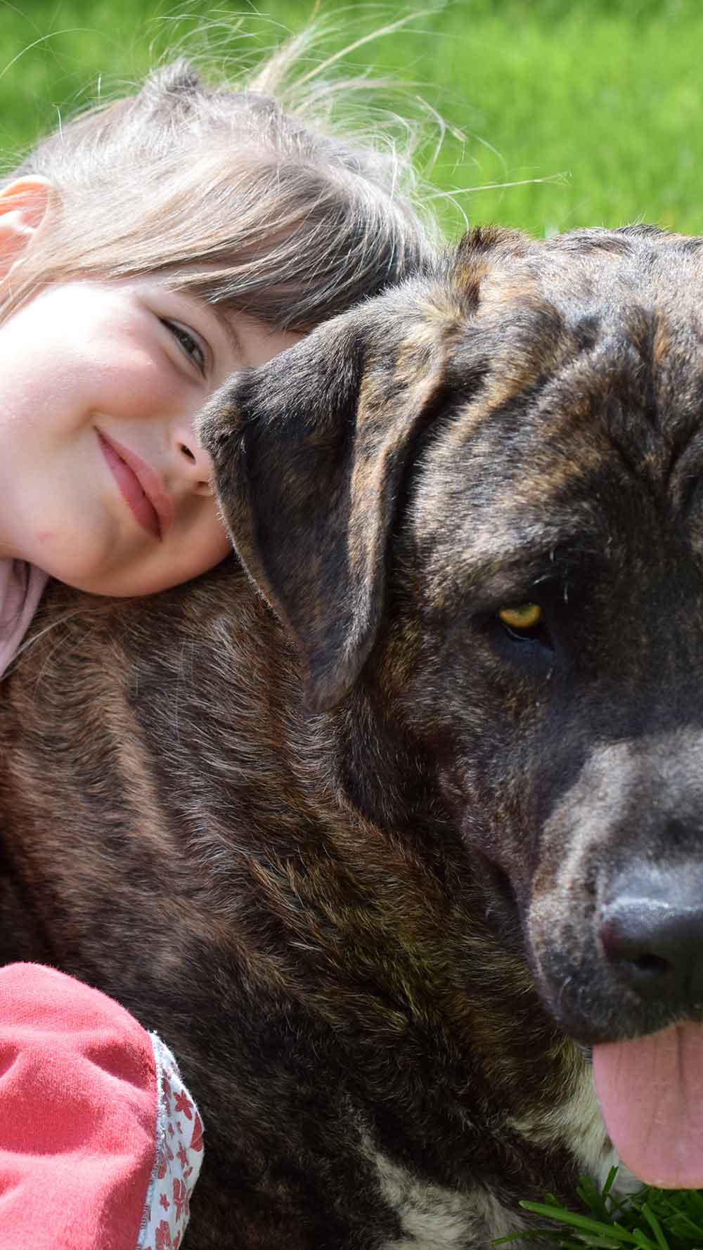 cabecera-mv-pack-mascotas