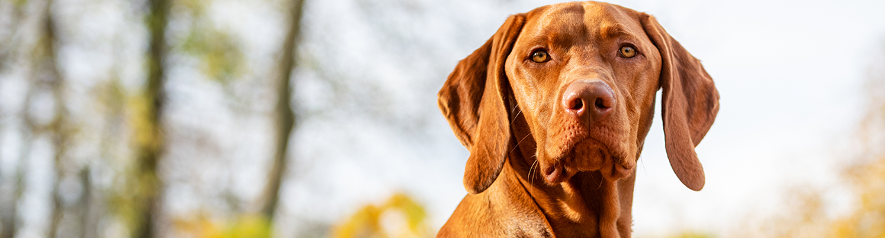 3 cosas que debes saber sobre los seguros de perros de caza